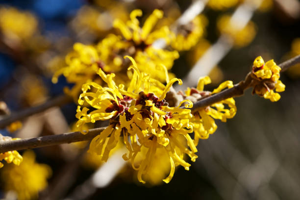 Sensitive Skin Warts Witch Hazel